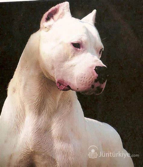 Gaziantepte Pitbull Saldırısı Asiye