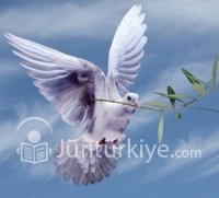 Zeytin ağacının hikâyesi