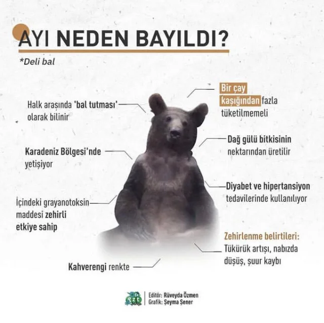 Düzce’de Balı fazla kaçıran ayı kendinden geçti