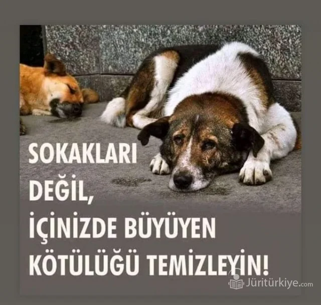 Konya Barınağında Köpek Katliamı