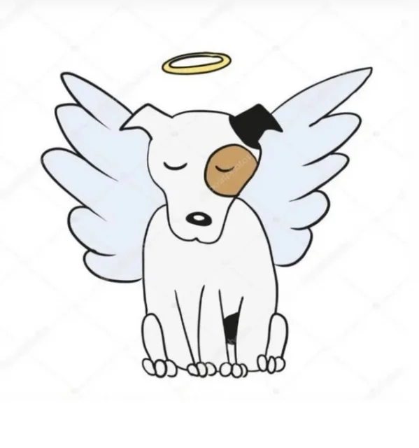 Konya Barınağında Köpek Katliamı